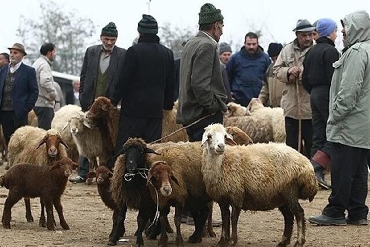 قیمت دام زنده امروز یکشنبه 8 مهر ۱۴۰۳ | تغییر قیمت گوساله و گوست